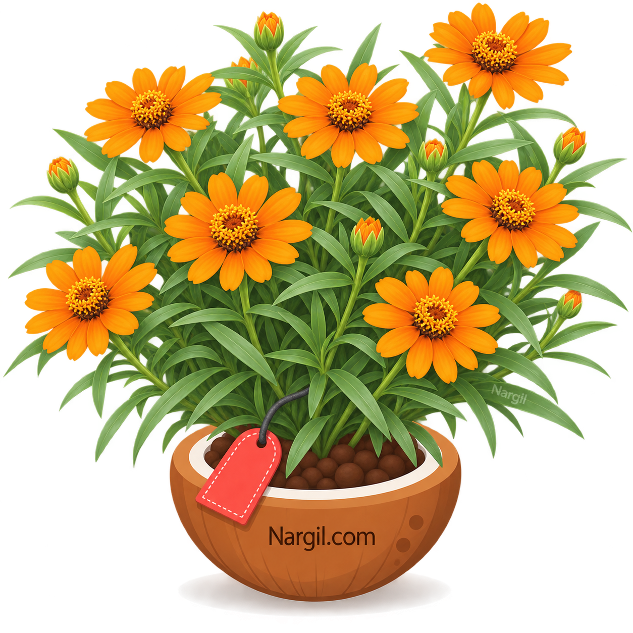 Nargil_Zinnia angustifolia
